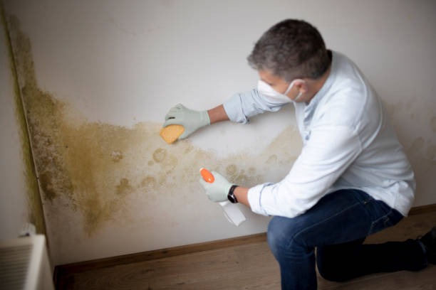 Best Airborne Mold Testing  in Montrose, MI