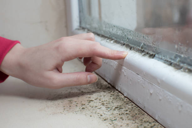 Best Attic Mold Removal  in Montrose, MI