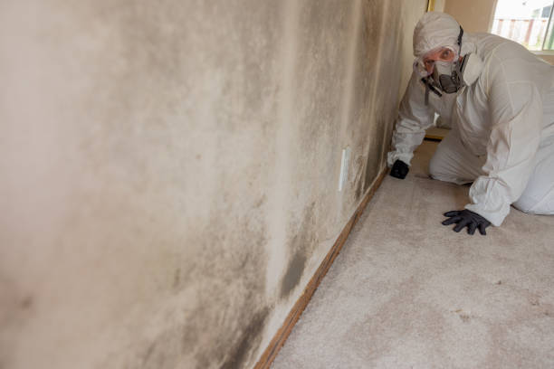  Montrose, MI Mold Removal Pros